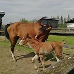 Gyulavezér Lovasbirodalma 3* Gyulakeszi