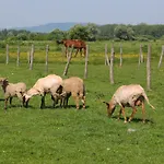 Gyulavezer Lovasbirodalma Frühstückspension 3*