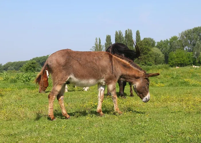 Gyulavezer Lovasbirodalma Gyulakeszi